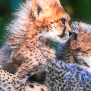 Meet your Posher, Petersen